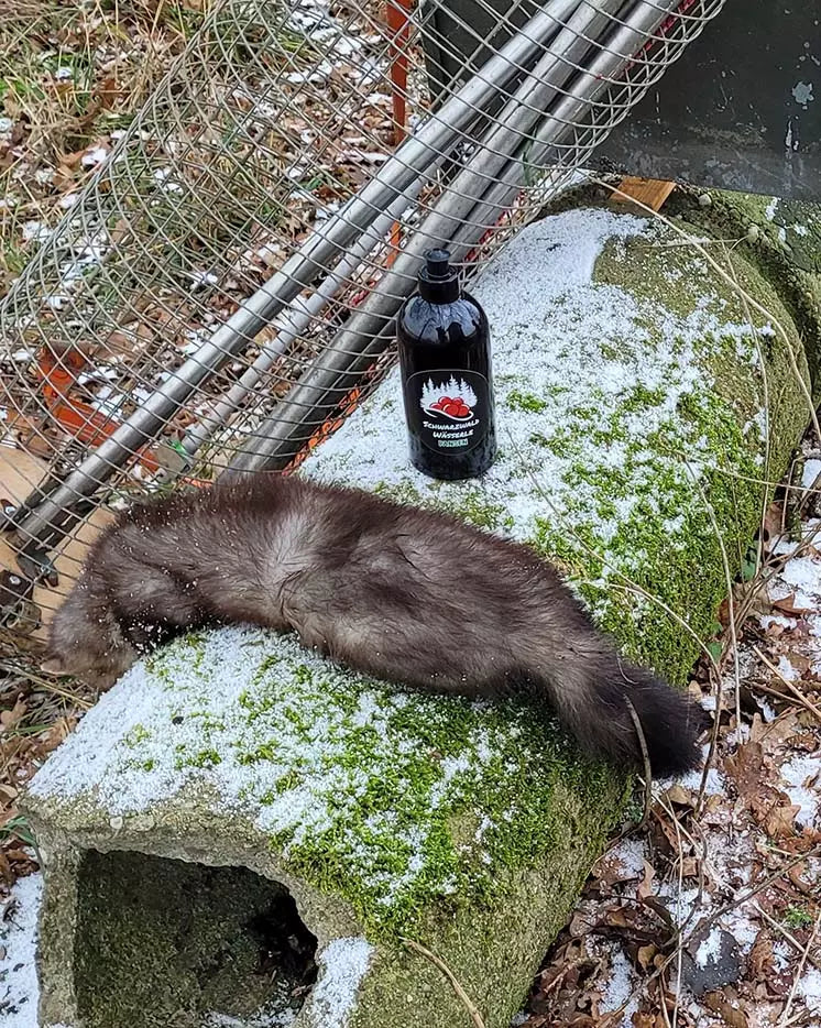 Attractant pour la panse - sanglier et prédateur